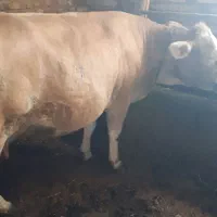 گاو|حیوانات مزرعه|سیلوانه, |دیوار