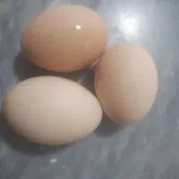 تخم مرغ محلی|حیوانات مزرعه|آق قلا, |دیوار