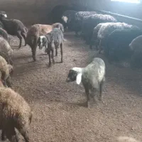 بره نر|حیوانات مزرعه|سارال, |دیوار