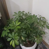 بونسای شفلرا