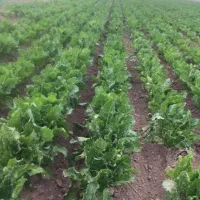 زمین کشاورزی برای بارانی اجاره  ۵هکتار