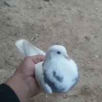 کبوتر|پرنده|چرداول, |دیوار