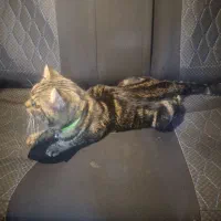 گربه خانگی