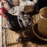 تخم نطفه دار آیسبار  و گلین با تضمین ۷۰ درصد واقعی