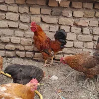 خروس|حیوانات مزرعه|نیشابور, ده حلاج|دیوار