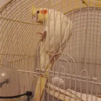 عروس هلندی نر