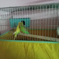 جفت مرغ عشق و عروس هلندی