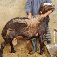گوسفند|حیوانات مزرعه|تهران, افسریه جنوبی|دیوار