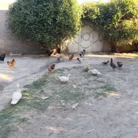 مرغ اردک اسرائیلی