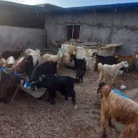 ۴۰ راس بز وتیشتر|حیوانات مزرعه|گتوند, |دیوار