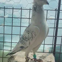 کفتر خوشکل و عتیقه.