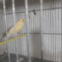 تعدادی قناری ماده|پرنده|ابهر, |دیوار