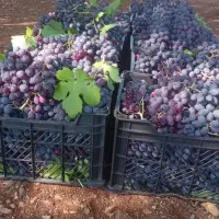 انواع انگور سیاه و سفید دشمن زیاری درجه یک|خوردنی و آشامیدنی|شیراز, بازار|دیوار