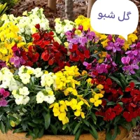 بذرگل|گل و گیاه طبیعی|گنبد کاووس, |دیوار