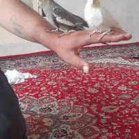 مرغ عروس دستی