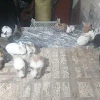 خرگوش|موش و خرگوش|مشهد, طبرسی شمالی|دیوار