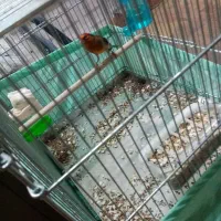 سهره قناری نر بخون|پرنده|ارومیه, |دیوار