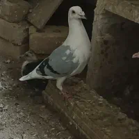 سار هفت رنگ و سار سبز .|پرنده|تایباد, |دیوار