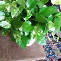 گل پتوس|گل و گیاه طبیعی|محمدیه-قزوین, |دیوار