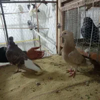 کبوتر کفتر رنگی مناسب|پرنده|مشکین‌دشت, |دیوار