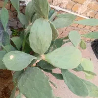 کاکتوس|گل و گیاه طبیعی|اسلام‌‌آباد غرب, |دیوار