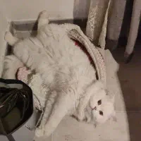 گربه نر|گربه|کرج, فاز ۳ گوهردشت|دیوار