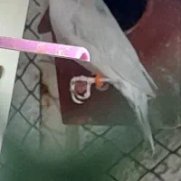 فنج گلدین رنگ کم یاب