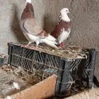 کبوتر همه سالم به زمانت|پرنده|قرق, |دیوار