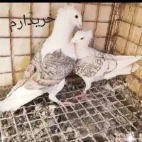 نرماده کویتی