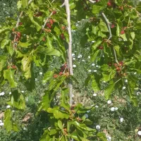 باغ ۳۰۰۰ متر مربع  زنجانرود فروش فوری|فروش زمین و ملک کلنگی|زنجانرود, |دیوار