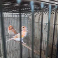 قناری جوجه ۳ ماه پیش کله پفکی موزایکی اصل