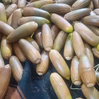 بوقلمون تخمگزار