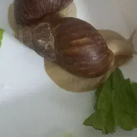 حلزون|خزنده|دورود, |دیوار