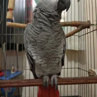 کاسکو دم قرمز|پرنده|شهریار, دهشاد بالا|دیوار