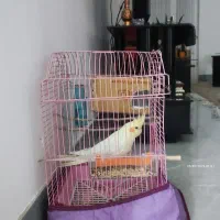 فروش عروس هلندی نر