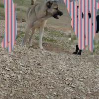 سگ سرابی|سگ|آبدانان, |دیوار