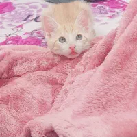 گربه ناز ۲ماهه