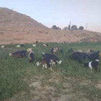 کهره|حیوانات مزرعه|درودزن, |دیوار