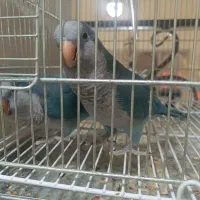 فروش راهب مولد ب دلیل جمع آوری سالن|پرنده|اندیشه, اندیشه فاز ۲|دیوار