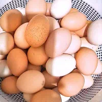 تخم مرغ محلی