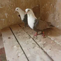 کبوتر کربلایی