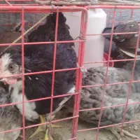 خروس نژاد دار چهل تاج