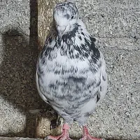 ماده های پروازی خوب|پرنده|رشت, معلولین|دیوار