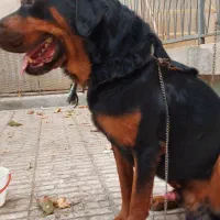 سگ روتوایلر پوزه خرسی نژاد بی دم