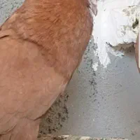 کبوتر