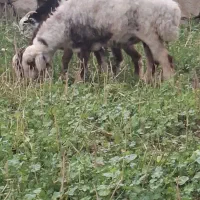 میش|حیوانات مزرعه|بندر کنگان, |دیوار