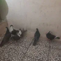 کبوتر جوانه|پرنده|هامون, |دیوار