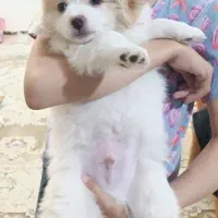 واگذاری توله دو ماهه|سگ|چهارباغ, |دیوار