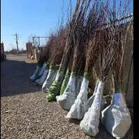 انواع نهال سیاه ریشه