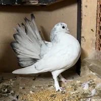 جوجه چتری گردن لرزون